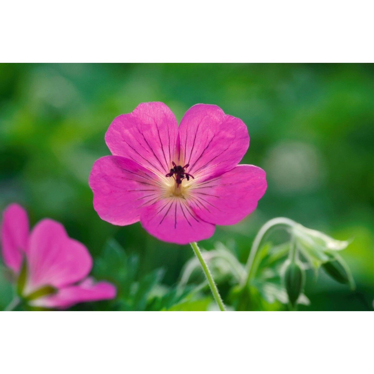 Geranium Wallichianum Pink Penny R Storchschnabel Ca. 11x11 cm Topf günstig online kaufen