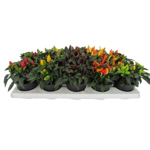 Mehrfarbige Chili Baum Pflanzen (Capsicum) im Topf, ca. 10,5 cm Ø.