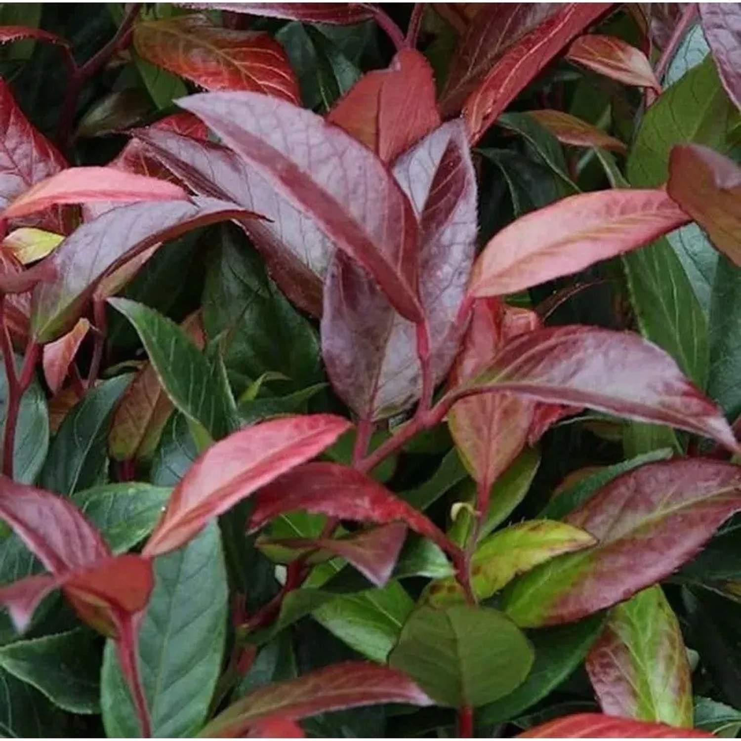 Hochstamm Traubenheide Traubenmyrte Scarletta 40-60cm - Leucothoe walteri