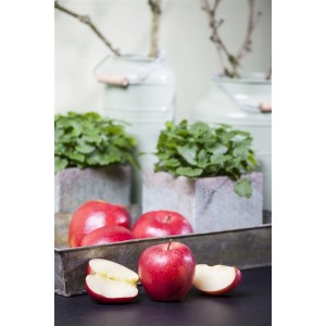 Frische Gala Äpfel, ganze und halbe Früchte, dekorativ präsentiert. Ideal für den Obstgarten.