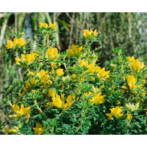 Österreichischer Geißklee (Chamaecytisus Austriacus) mit leuchtend gelben Blüten.