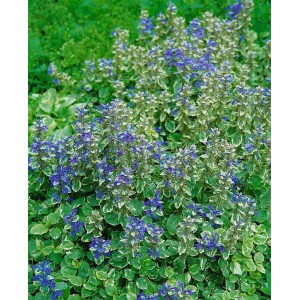 Buntlaubiger Günsel 'Variegata' (Ajuga Reptans) mit blauen Blüten als Bodendecker im 9x9 cm Topf.