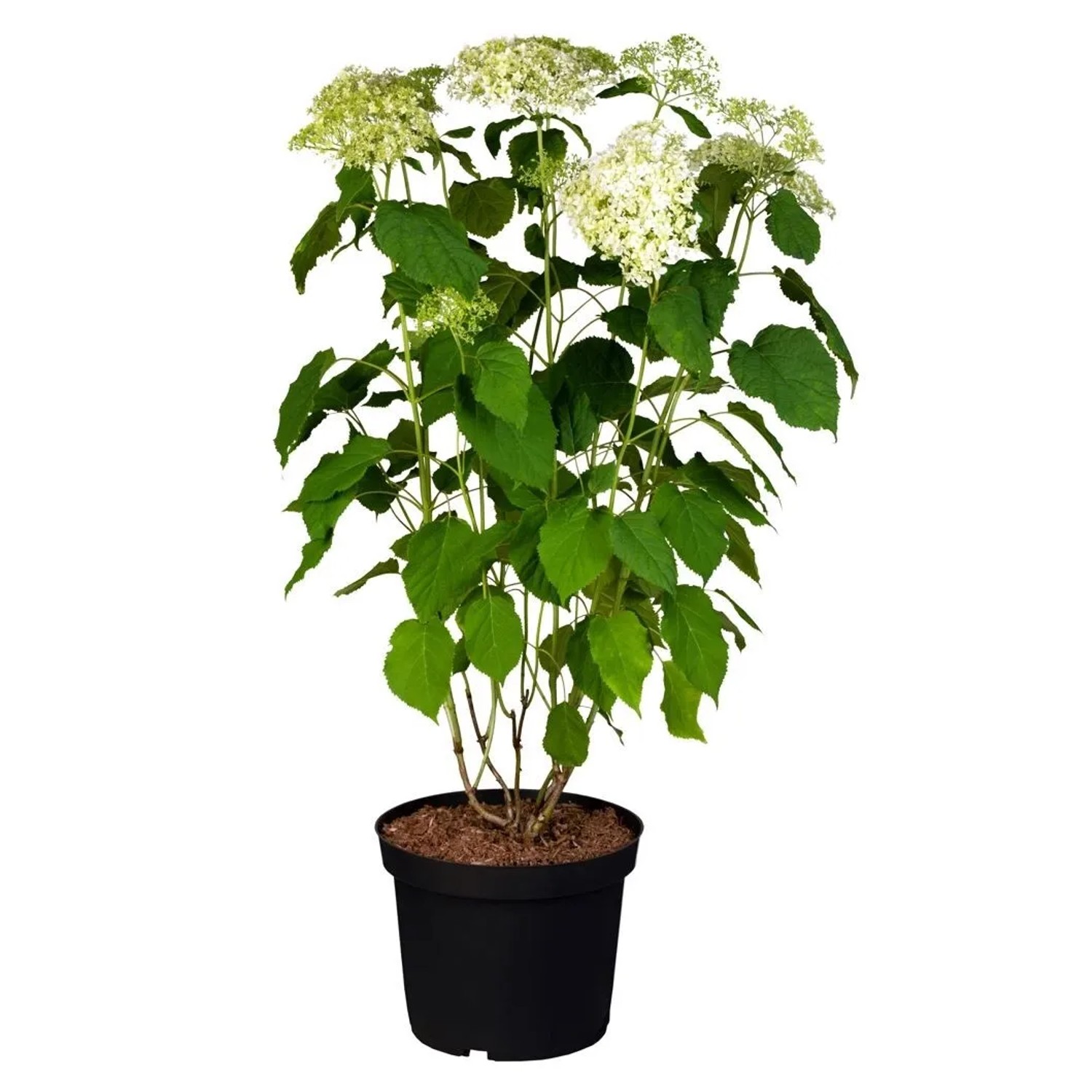 Hydrangea Arborescens Schneeballhortensie 60-80 cm