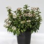 Mittelmeer Schneeball (Viburnum tinus) im Topf mit weißen Blüten.