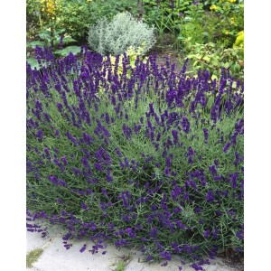Buschiger, blühender Lavendel 'Siesta' im Gartenbeet mit violetten Blüten.