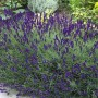 Buschiger, blühender Lavendel 'Siesta' im Gartenbeet mit violetten Blüten.