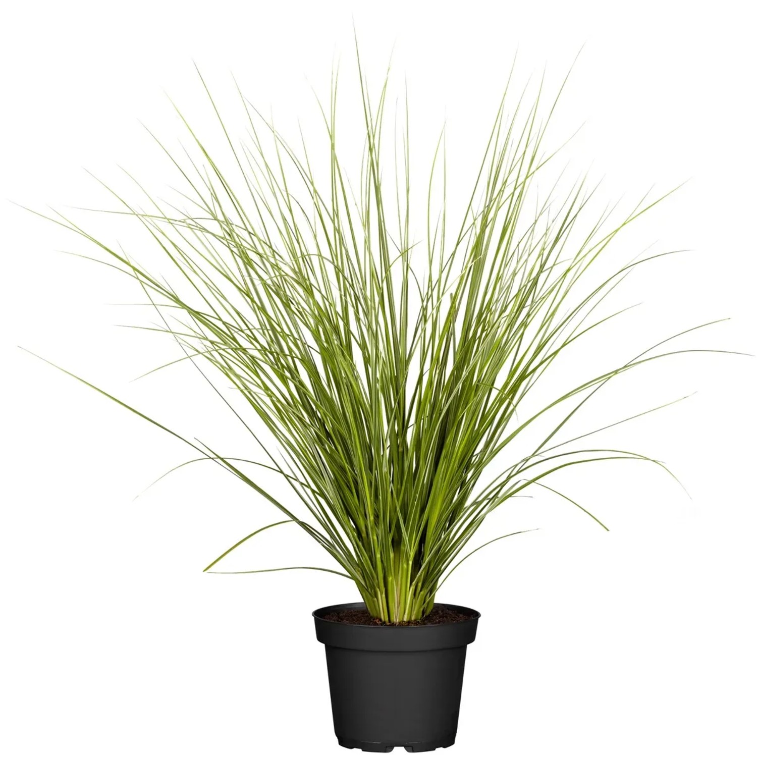 Cortaderia Selloana Amerikanisches Pampasgras Topf-Ø 28 cm kaufen bei OBI