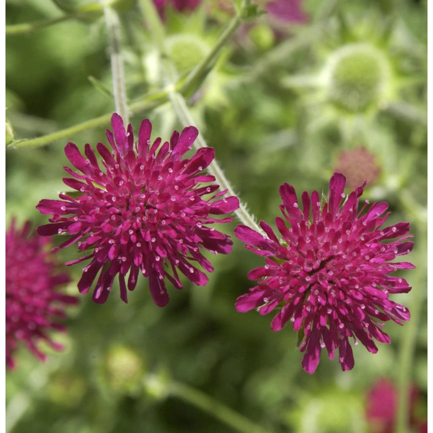 Witwenblume - Knautia macedonica günstig online kaufen