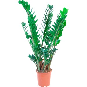 Grüne Zamioculcas (Glücksfeder) im Topf, eine pflegeleichte Zimmerpflanze von GROW by OBI.