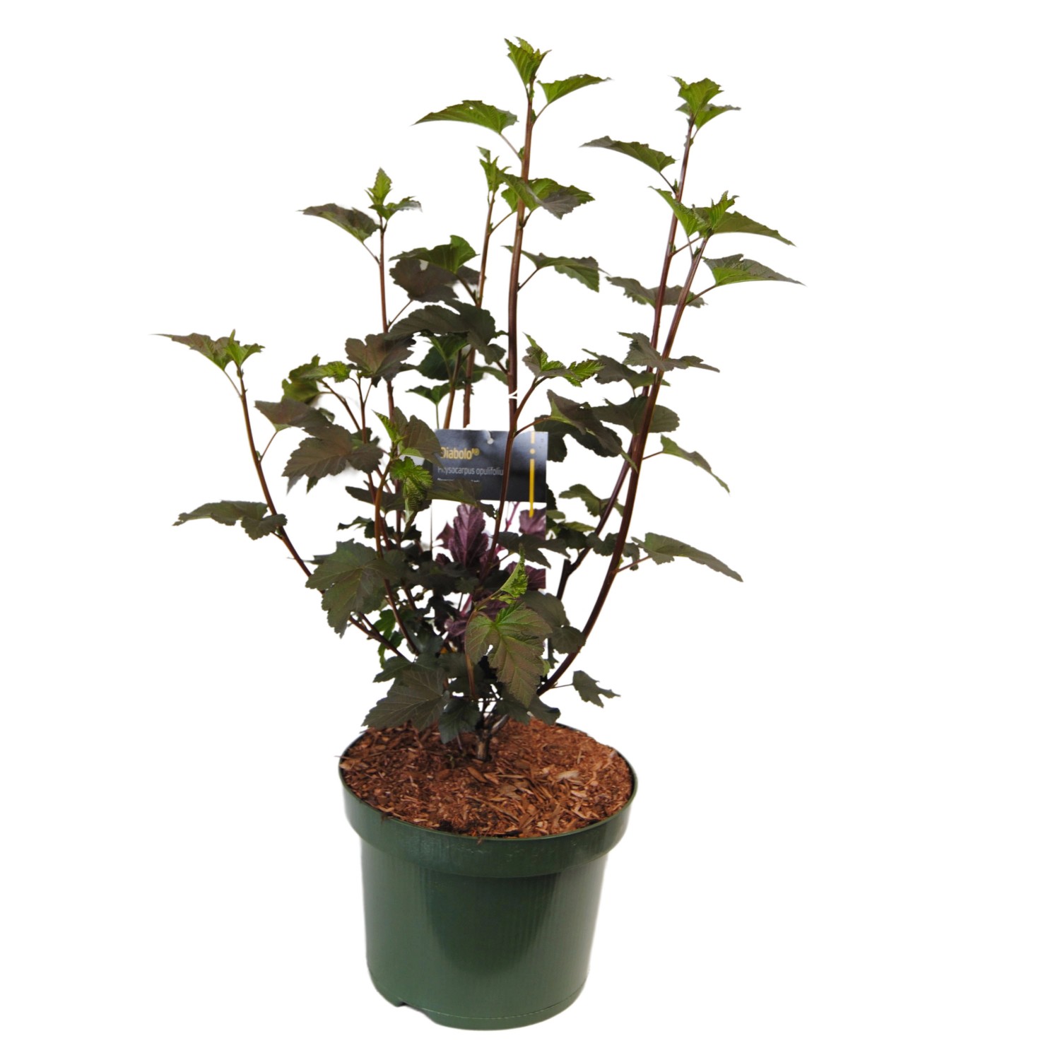 Blasenspiere Diabolo Höhe ca. 20-30 cm Topf ca. 2,3, Physocarpus opulifolius