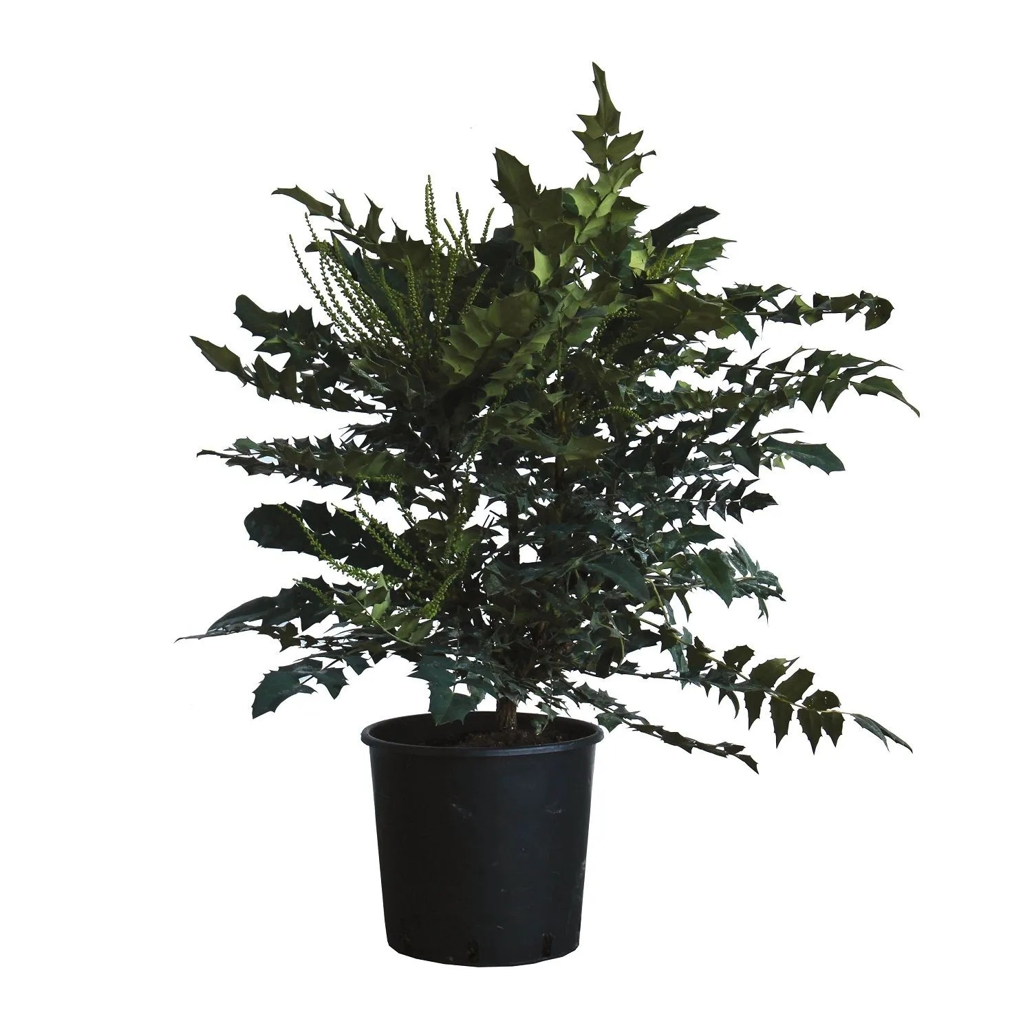 KENTIS Mahonia x Media Charity H 80/100 cm Topf Ø 24 cm günstig online kaufen