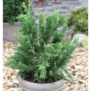 Scheinzypresse Drath im Topf, grüne Chamaecyparis obtusa als Strauch für Garten & Beet.