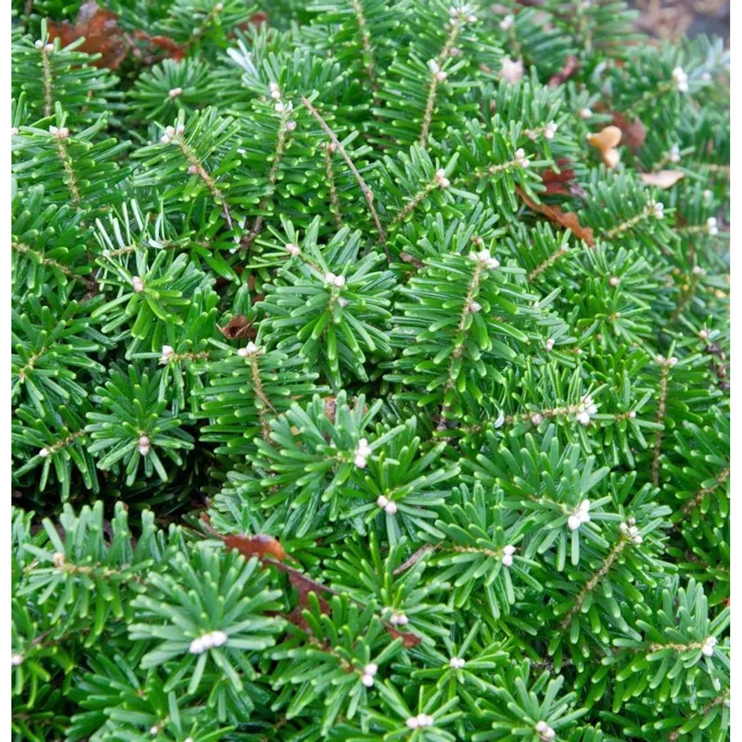Hochstamm Zwerg Koreatanne Tundra 60-80cm - Abies koreana