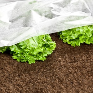Weißes Windhager Gartenvlies schützt Salatpflanzen im Beet vor Frost und Ungeziefer.
