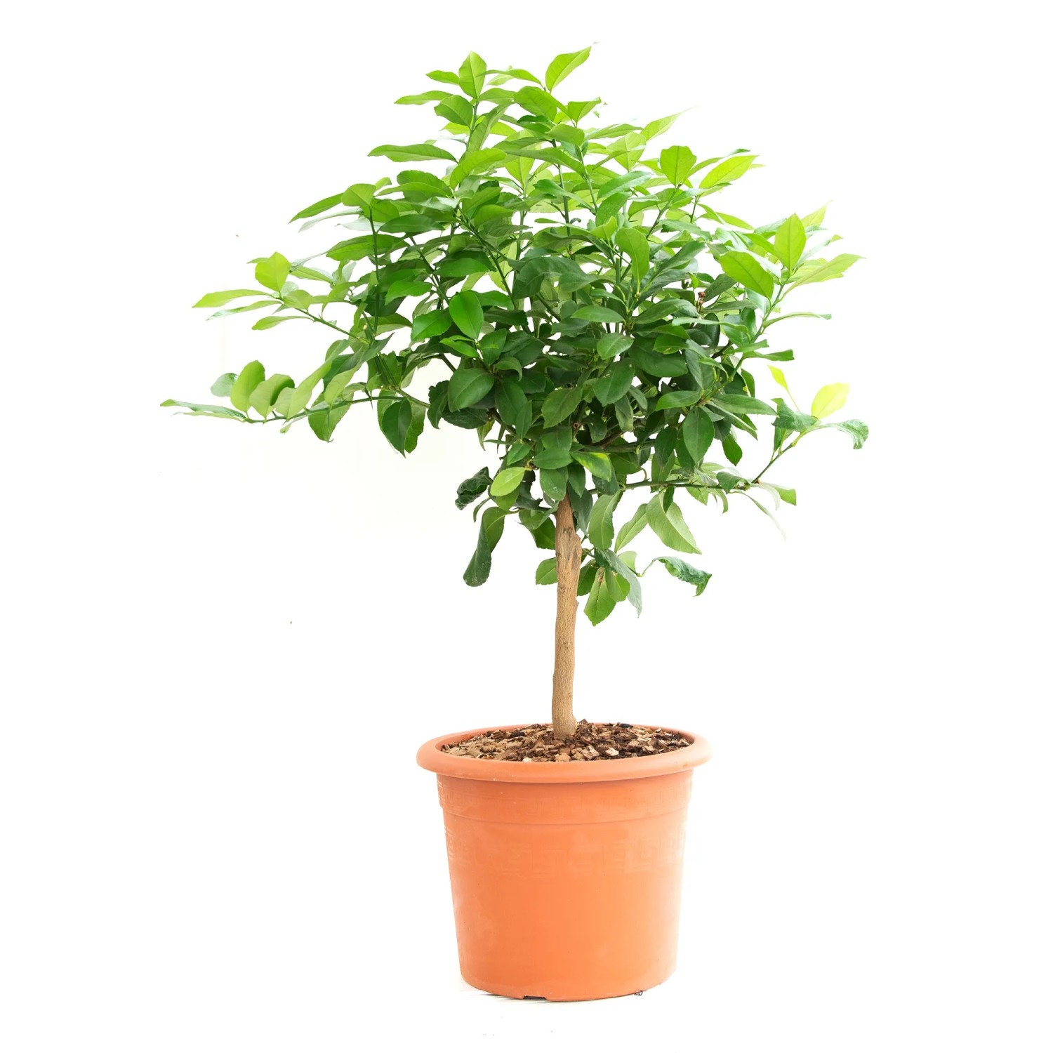 GROW by OBI Zitrone Ministamm Höhe ca. 60 cm Topf ca.12 l Citrus