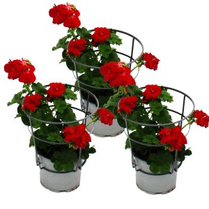 Set aus 3 dunkelroten, hängenden Exotenherz Geranien (Pelargonium peltatum) im 12cm Topf.