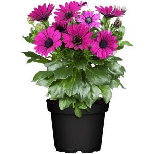 Kapkörbchen Margerita Rosa/Pink im Topf, eine farbenfrohe Stehpflanze für den Balkon.