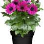 Kapkörbchen Margerita Rosa/Pink im Topf, eine farbenfrohe Stehpflanze für den Balkon.