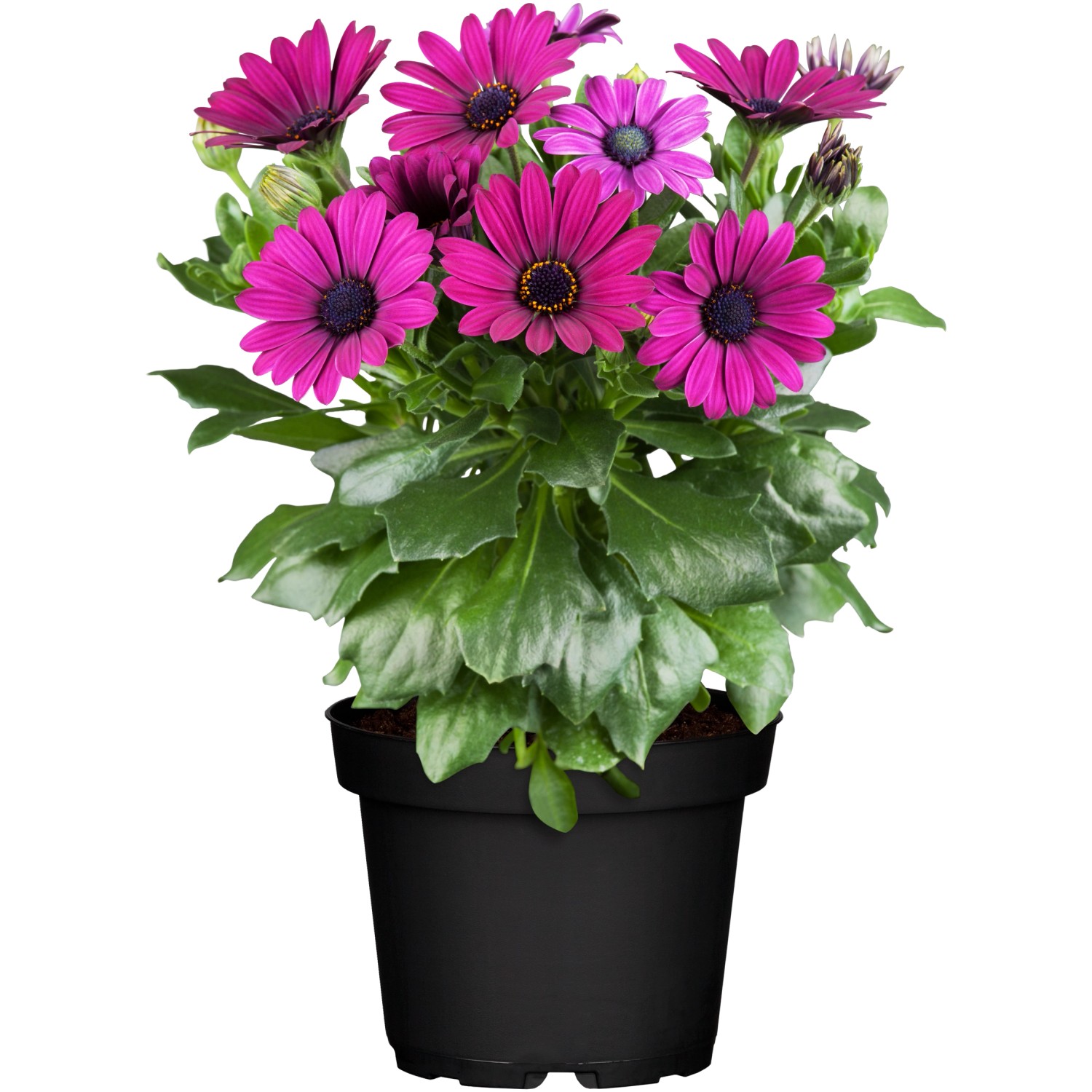 Kapkörbchen Margerita Rosa/Pink Topf-Ø 12 cm Osteospermum ecklonis günstig online kaufen