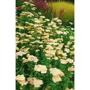 Goldgelbe Achillea Filipendulina Credo (Goldgarbe) im Gartenbeet. Bienenfreundliche Staude.