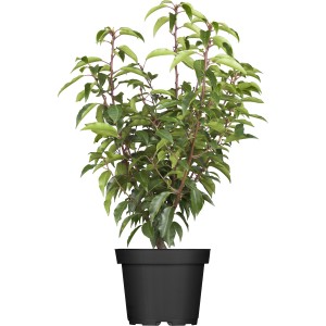 Kirschlorbeer Angustifolia im Topf, ca. 40-60 cm hoch, ideal als Heckenpflanze.