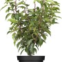Kirschlorbeer Angustifolia im Topf, ca. 40-60 cm hoch, ideal als Heckenpflanze.