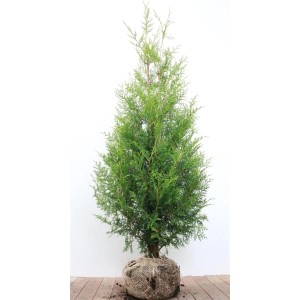 Grüne Thuja 'Brabant' Heckenpflanze, 120-140 cm hoch, im Ballen für Garten oder Sichtschutz.