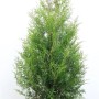 Grüne Thuja 'Brabant' Heckenpflanze, 120-140 cm hoch, im Ballen für Garten oder Sichtschutz.