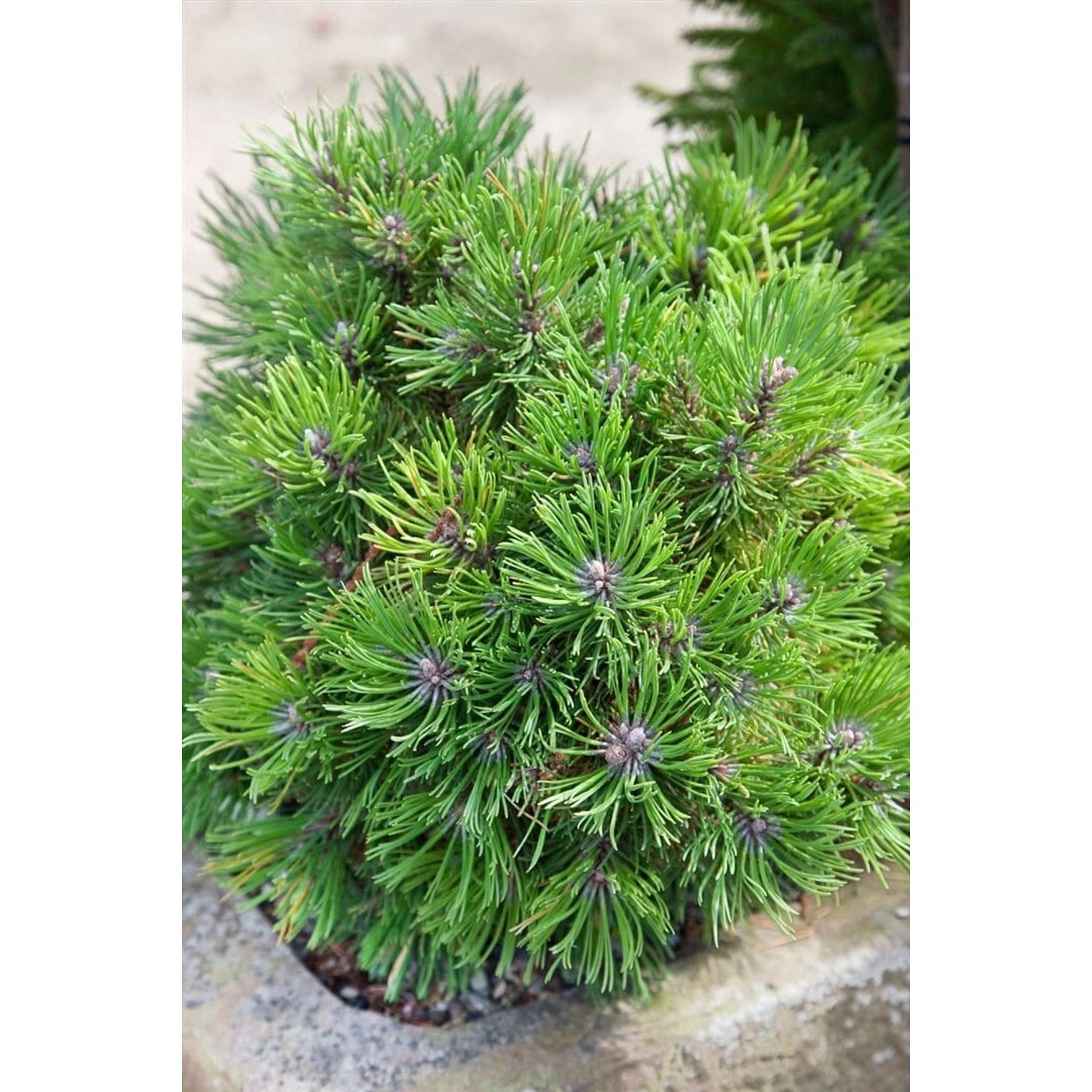 Pinus Uncinata Compacta Berg-Kiefer Kompakt 30 cm Stammhöhe günstig online kaufen