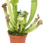 Schlauchpflanze Sarracenia im Topf, eine dekorative, exotische, fleischfressende Pflanze.