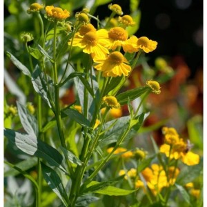 Sonnenbraut 'Kugelsonne' (Helenium) mit leuchtend gelben Blüten im Gartenbeet.