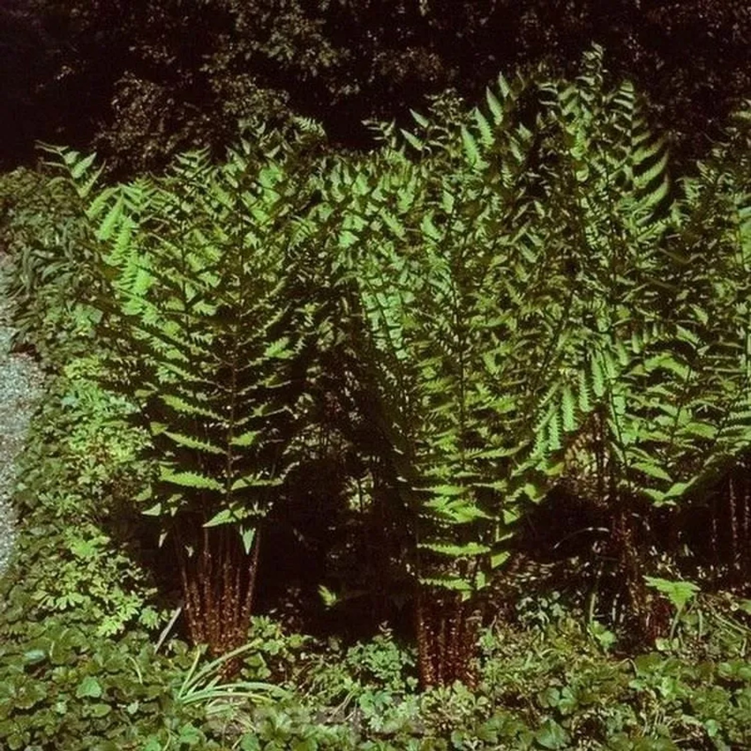 Amerikanischer Riesen Wurmfarn - Dryopteris goldiana