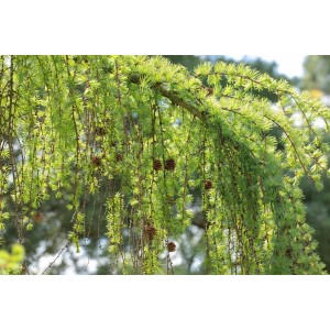 Hängende Japanische Lärche (Larix Kaempferi Pendula) mit Zapfen, elegante Garten-Solitärpflanze.