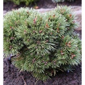 Kompakte Zwerg-Kugelkiefer 'Heideperle' (Pinus uncinata), ca. 20-25 cm hoch.