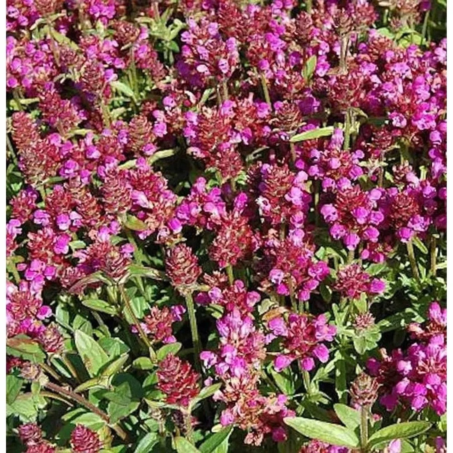 Großblütige Braunelle Rubra - Prunella grandiflora