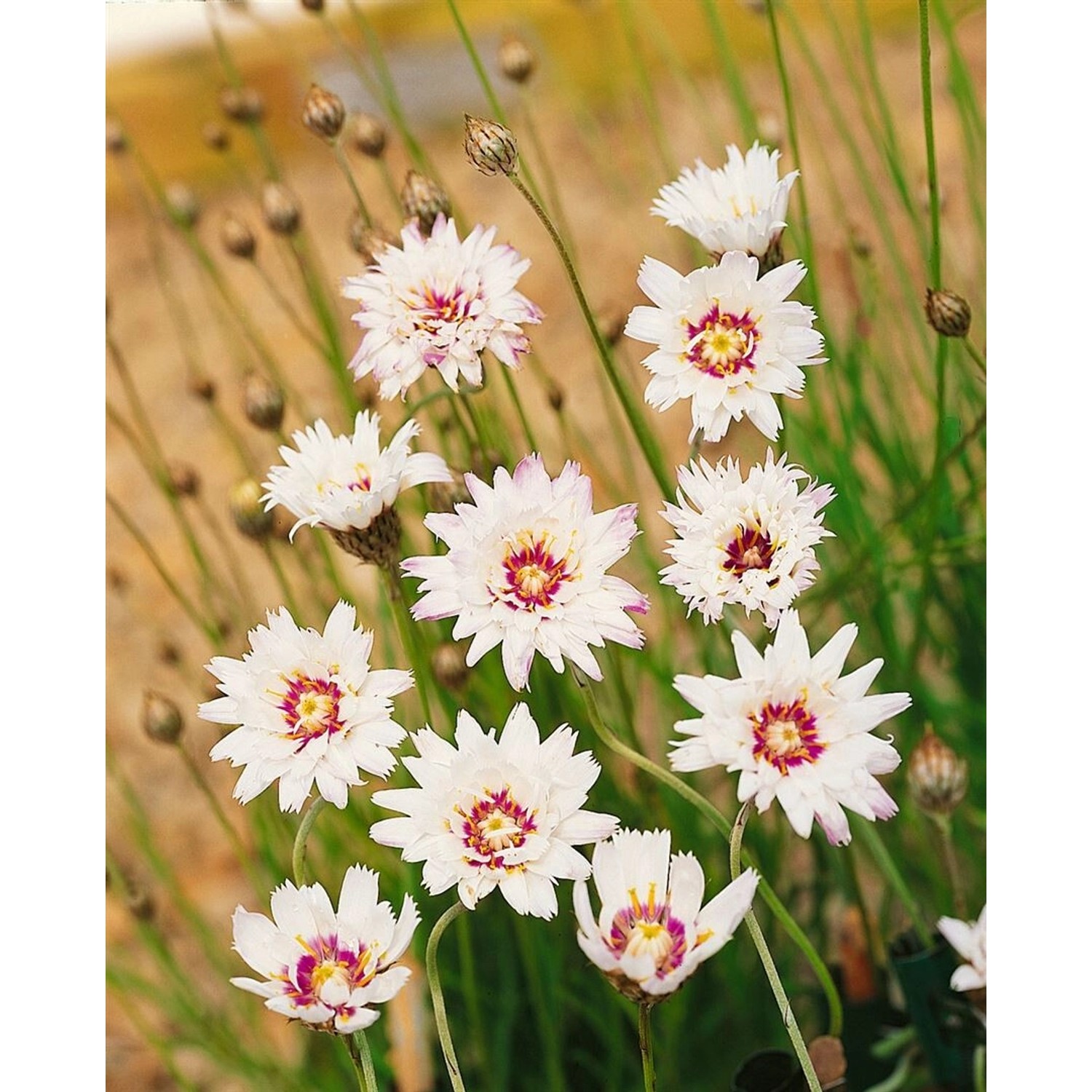 Catananche Caerulea Weiße Rasselblume Ca. 9x9 cm Topf günstig online kaufen