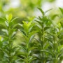 Immergrüner Euonymus Japonicus Green Empire, Japanische Spindel mit grünen Blättern.