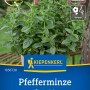 Kiepenkerl Pfefferminze Spearmint im Topf, grüne Blätter. Duftendes Kraut für Beet, Topf und Hochbeet.