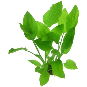 Dennerle Echinodorus Argentinensis XL, grüne Aquariumpflanze für den Hintergrund im Aquarium.