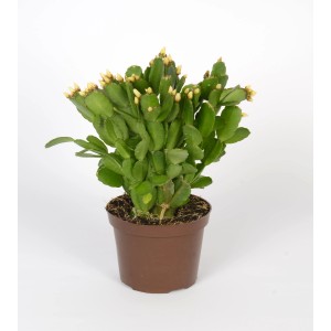 Osterkaktus Fire® im Farbmix, Rhipsalidopsis im braunen Topf mit vielen Blütenknospen.