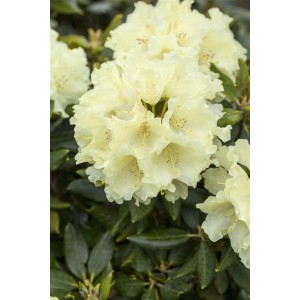 Nahaufnahme des gelben Rhododendron Hybr. Goldkrone Strauchs mit üppigen Blüten.