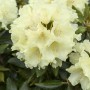 Nahaufnahme des gelben Rhododendron Hybr. Goldkrone Strauchs mit üppigen Blüten.