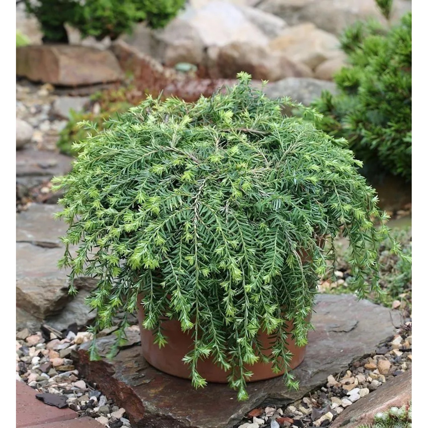 Kriech Hemlocktanne Coles Prostrate 30-40cm - Tsuga canadensis