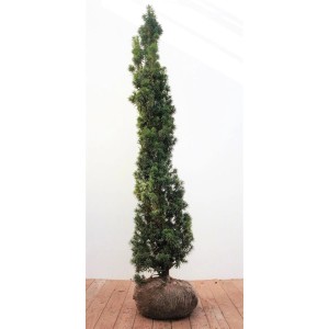 Säuleneibe Taxus Baccata Fastigiata, immergrüner Strauch, 140-160cm hoch.