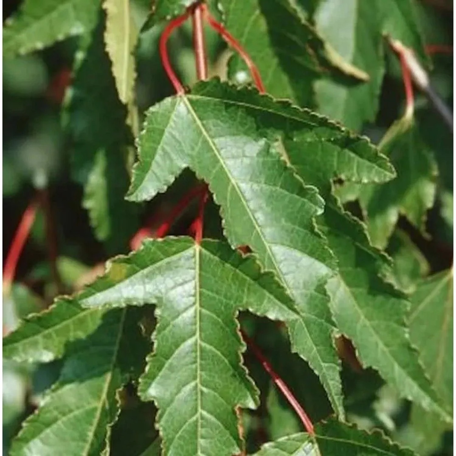 Feuer Ahorn 100-125cm - Acer ginnala