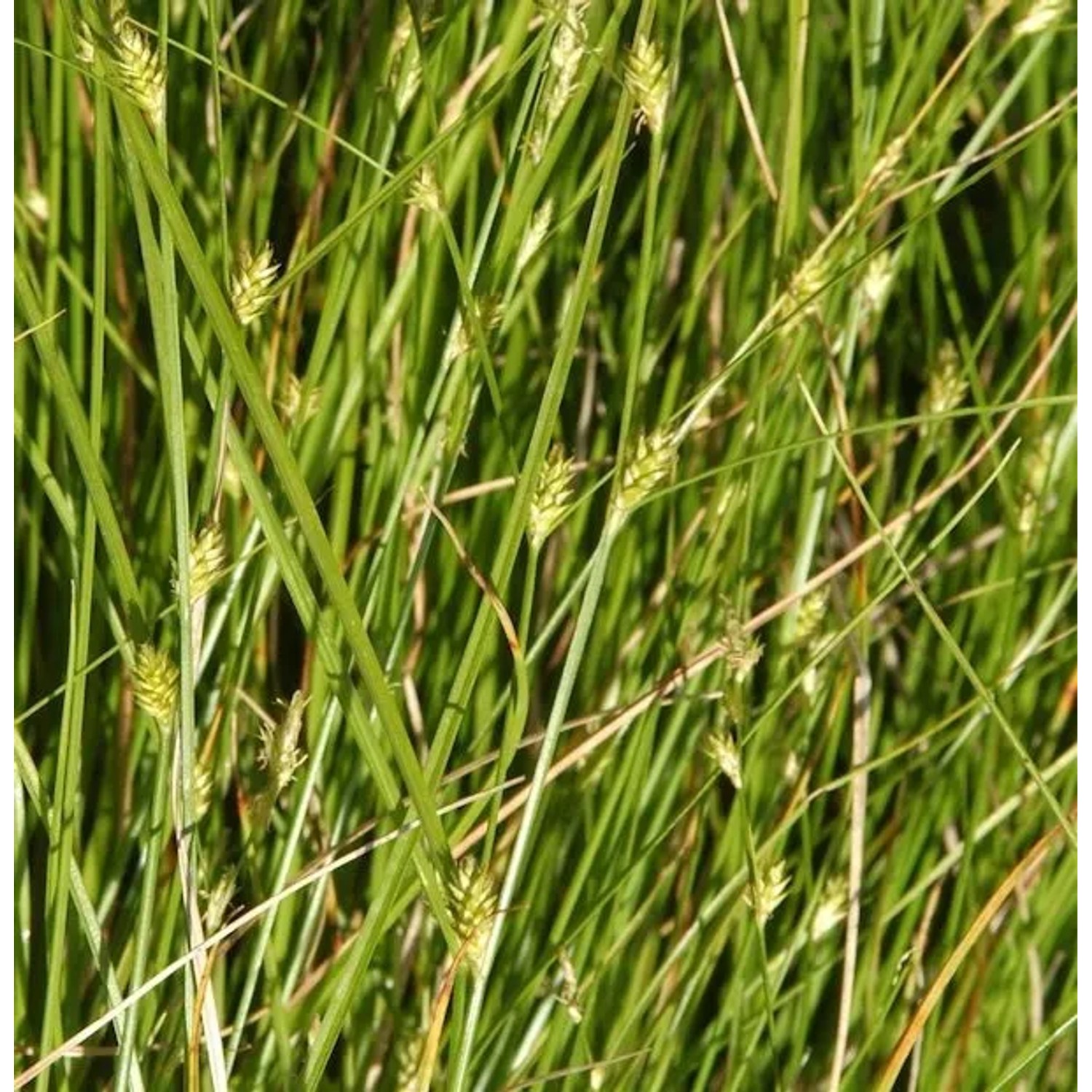 Winkel Segge - Carex remota