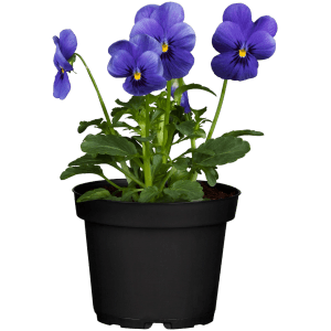 Blaues Hornveilchen im Topf, ideal für die Frühjahrsbepflanzung von Balkon und Garten.