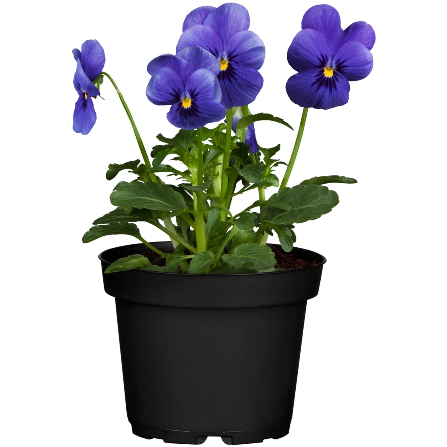 Hornveilchen Blau TopfØ ca. 9 cm Viola cornuta kaufen bei OBI