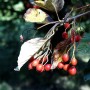 Nahaufnahme der Echten Mehlbeere (Sorbus aria) mit roten Beeren und Blättern.