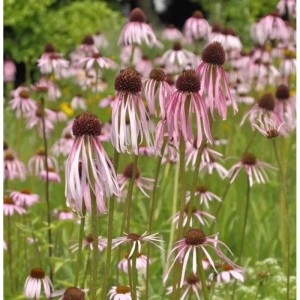 Blühender Bleicher Sonnenhut (Echinacea pallida) im Garten, Nahaufnahme der Stauden.